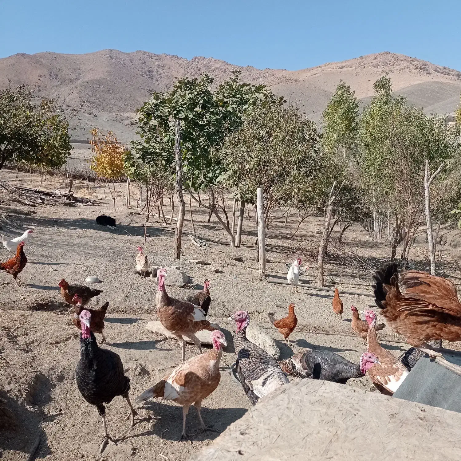 بوقلمون ارگانیک تمیزب شرط سالم همه داروی شده|حیوانات مزرعه|سیلاخور, |دیوار