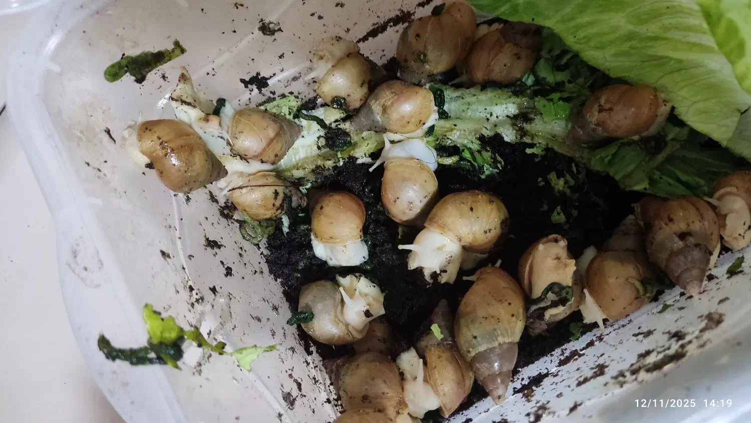 حلزون آلبینو|خزنده|همدان, |دیوار