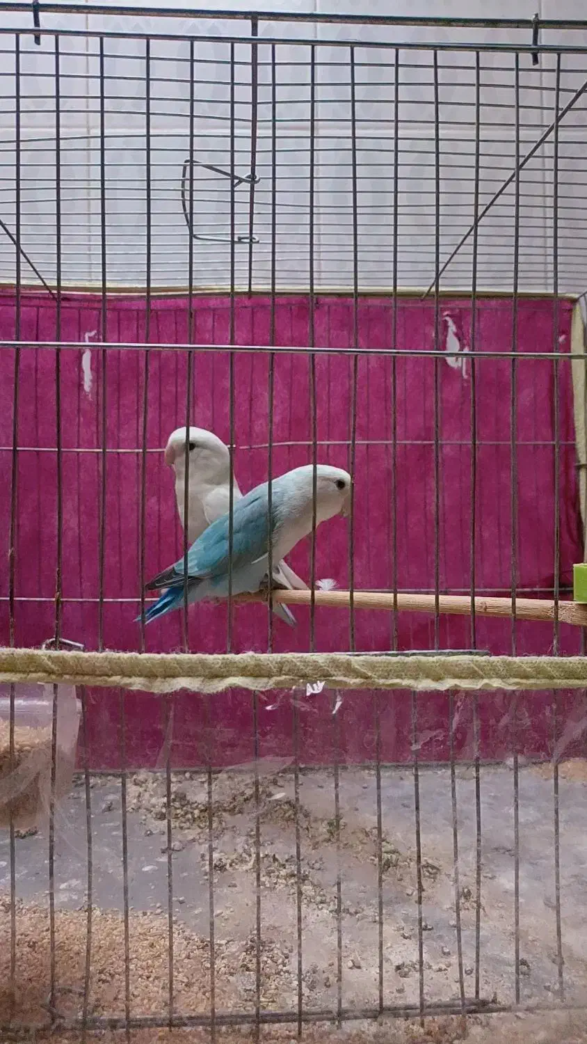 فروش جفت مولد کوتوله برزیلی|پرنده|شهرکرد, |دیوار