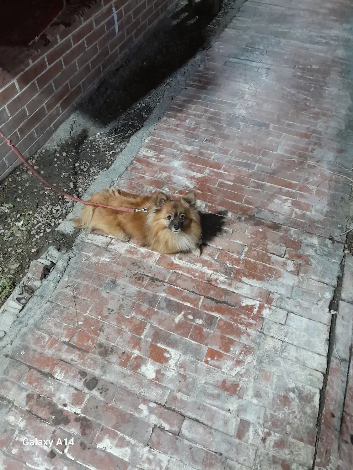 واگذاری سگ پامرین|سگ|مسجد سلیمان, |دیوار