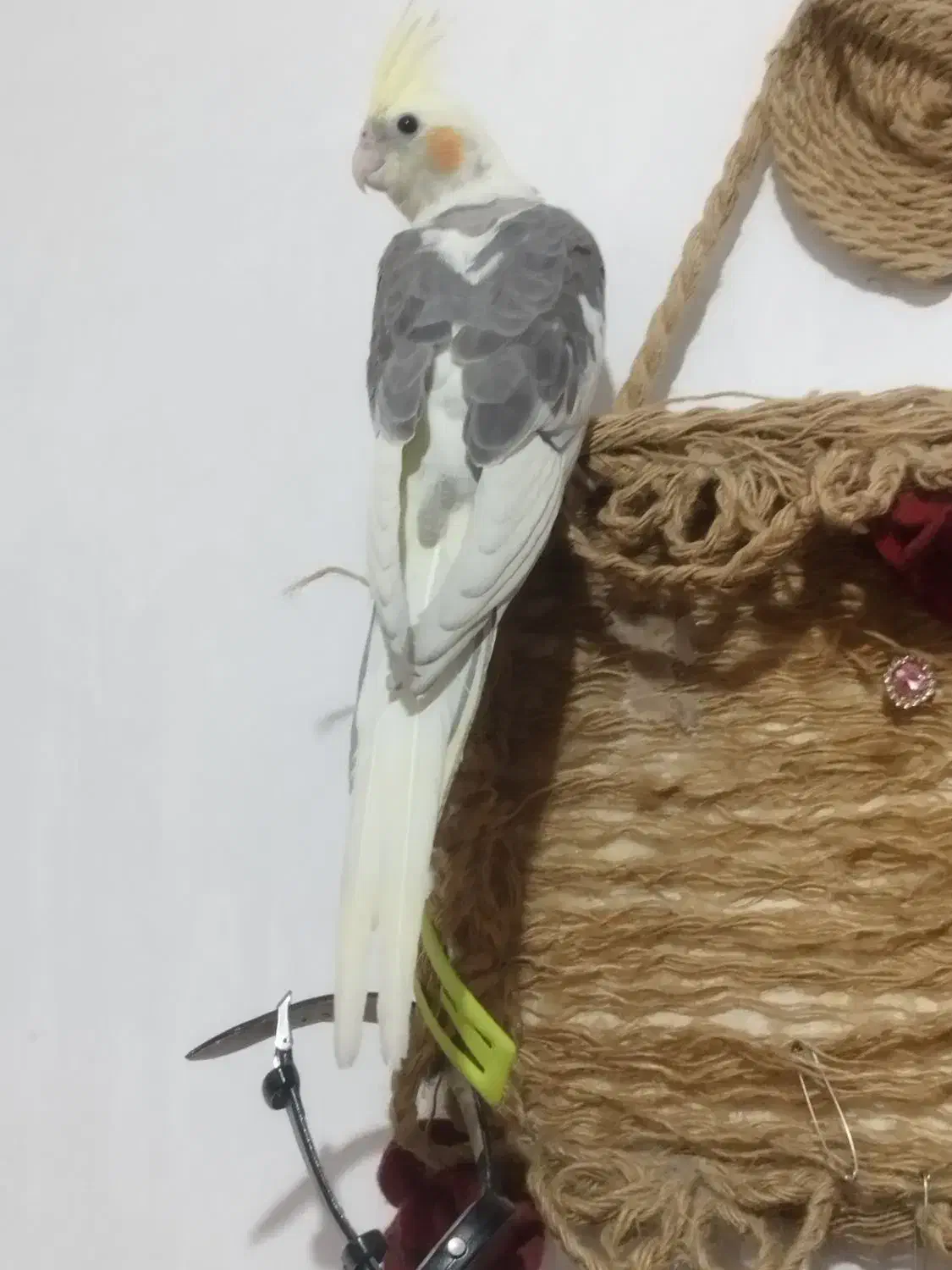 عروس هلندی نر 4 ماهه|پرنده|اسلام‌شهر, شهرک مهدیه|دیوار