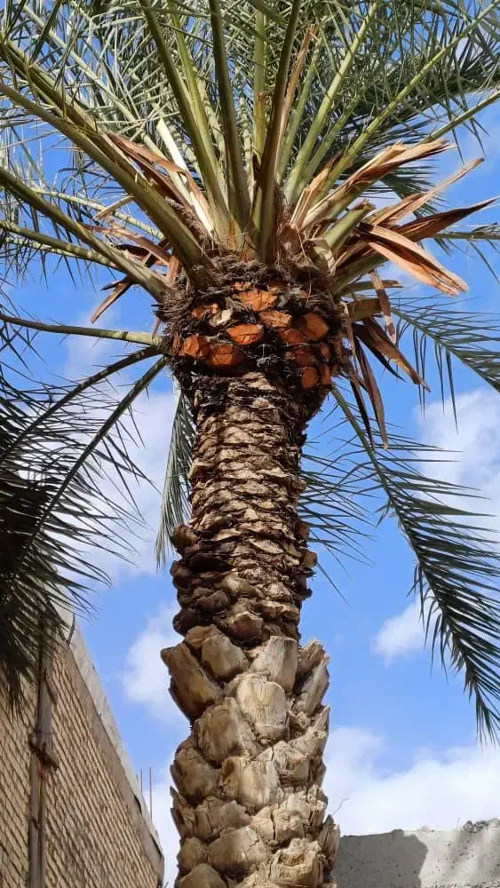 بریدن نخل|خدمات باغبانی و درختکاری|شادگان, |دیوار