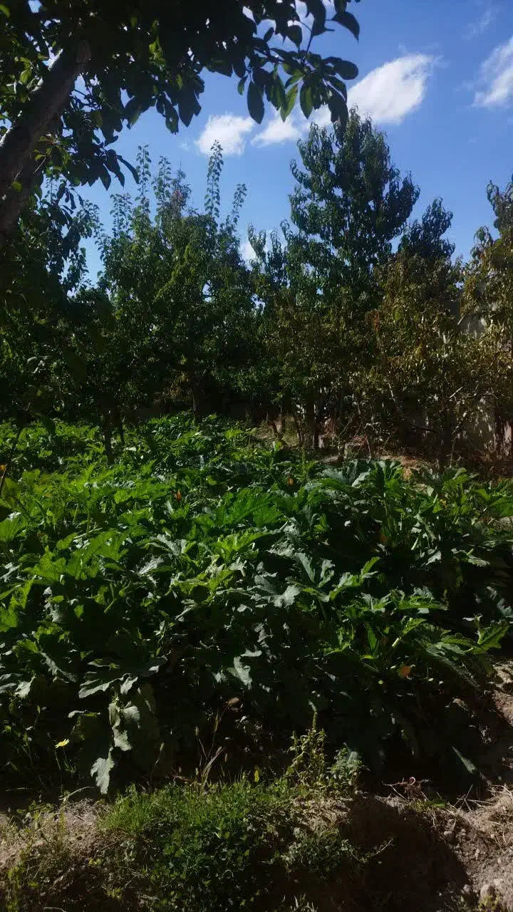 باغ ویلایی|فروش خانه و ویلا|باسمنج, |دیوار