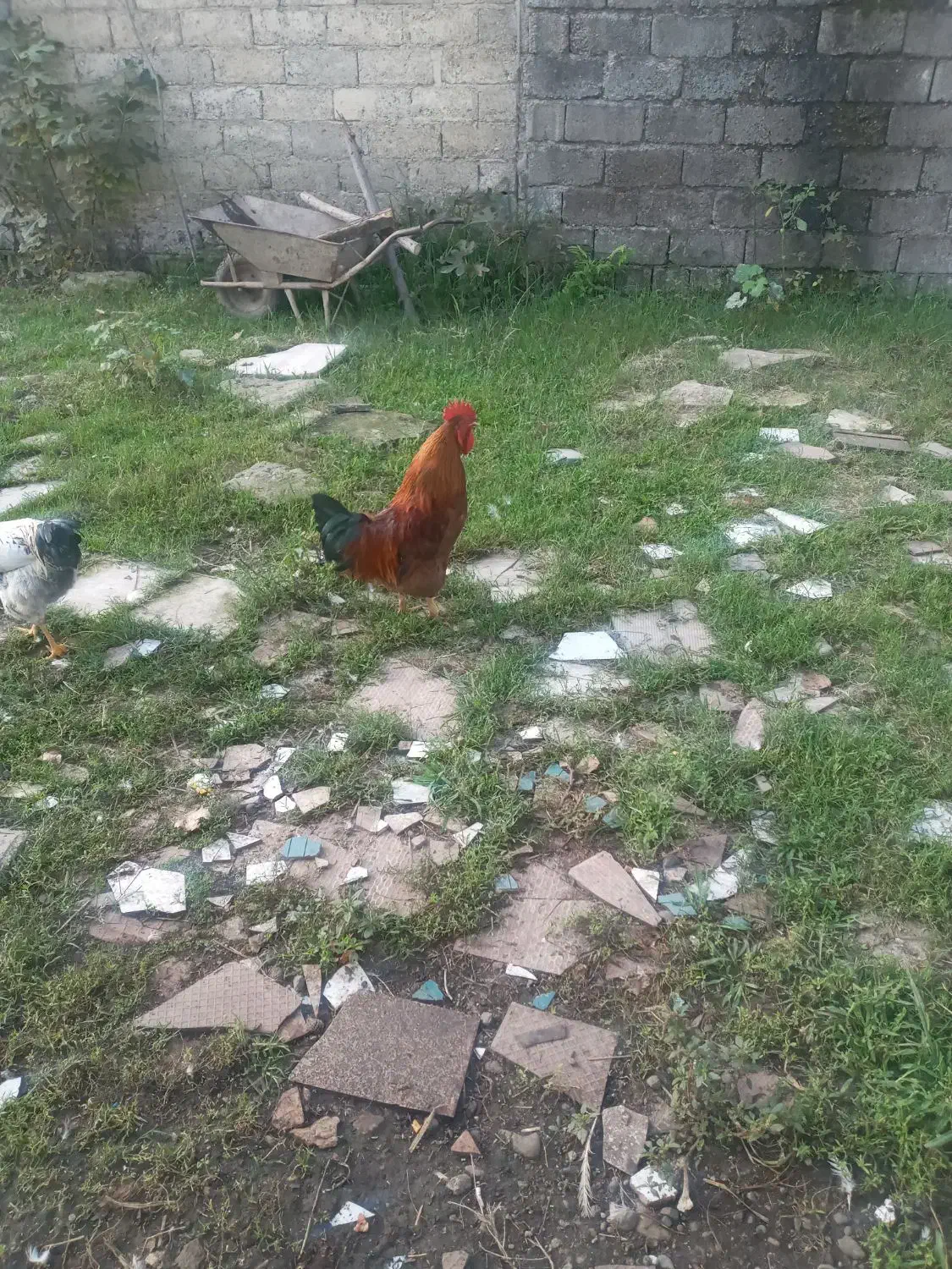 خروس محلی|حیوانات مزرعه|رشت, معلولین|دیوار