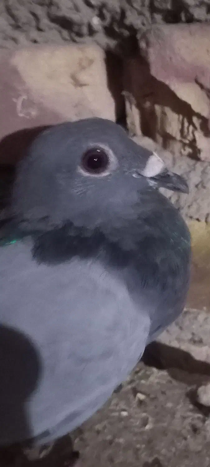 کبوتر|پرنده|نهبندان, |دیوار