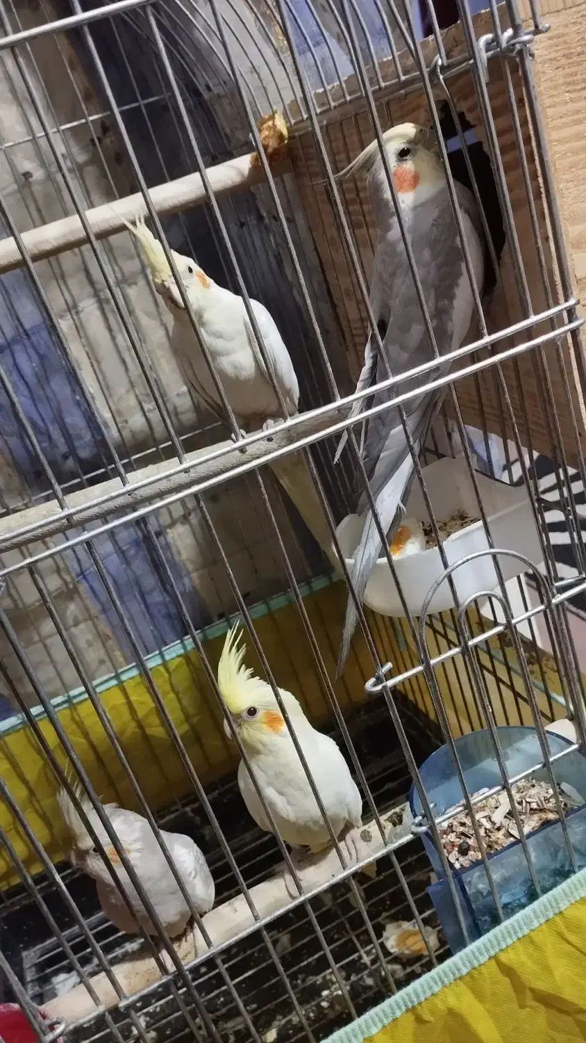 عروس هلندی تخم گذار|پرنده|یزد, |دیوار