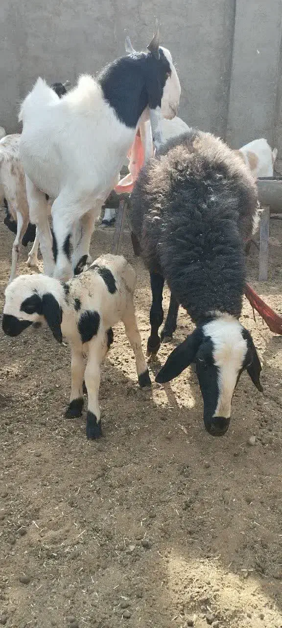 فروش میش|حیوانات مزرعه|طبس, |دیوار