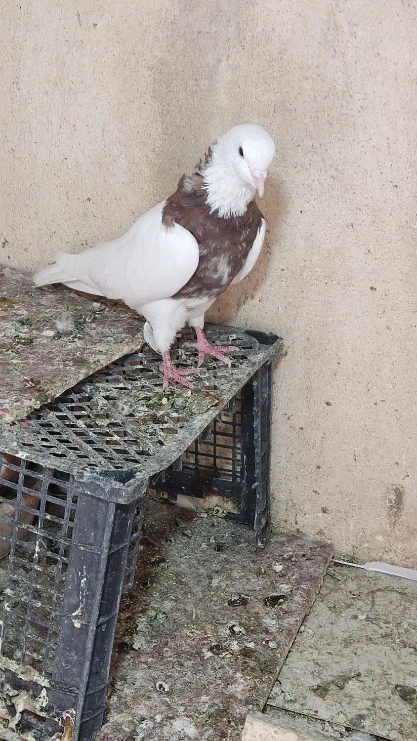 کبوتر طوقی|پرنده|همدان, |دیوار