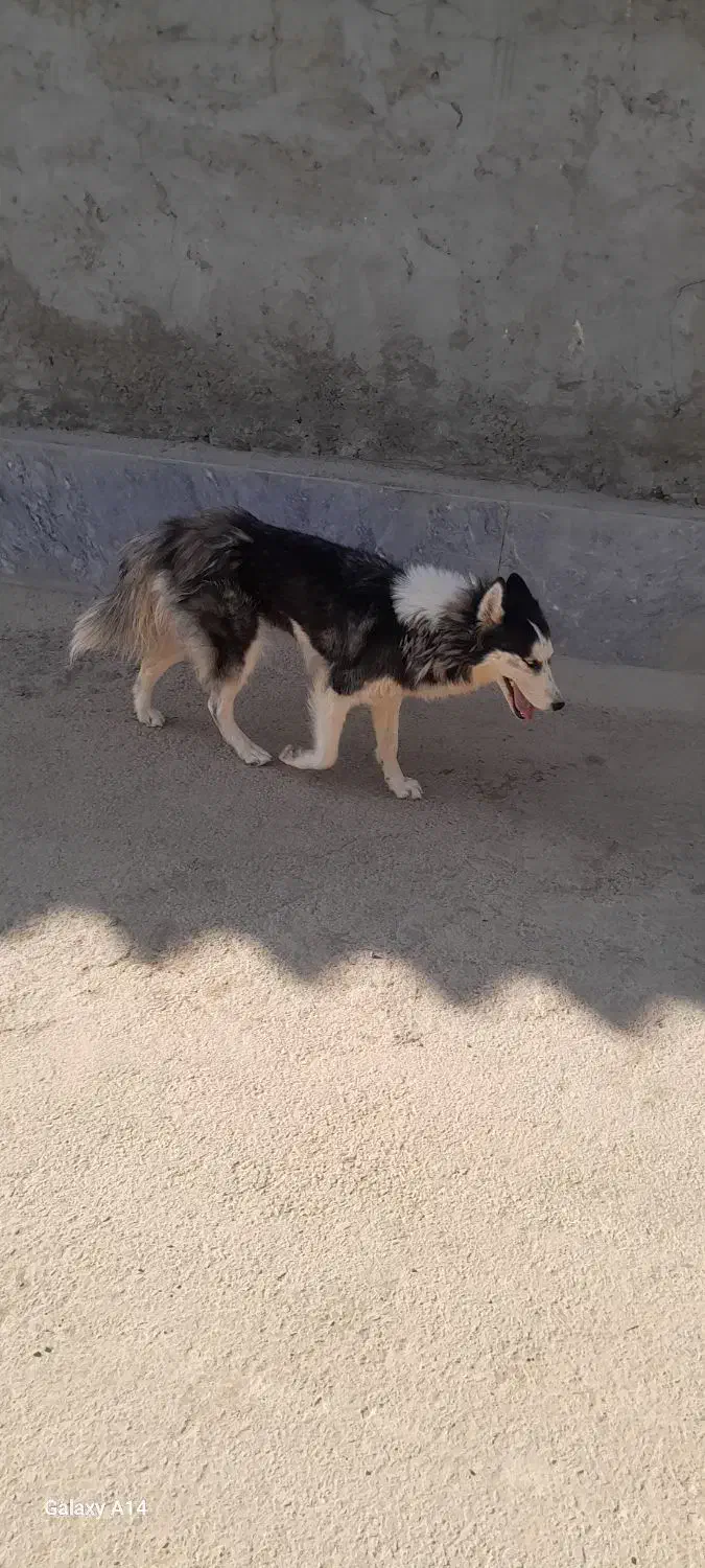 سگ هاسکی|سگ|اصفهان, گورت|دیوار