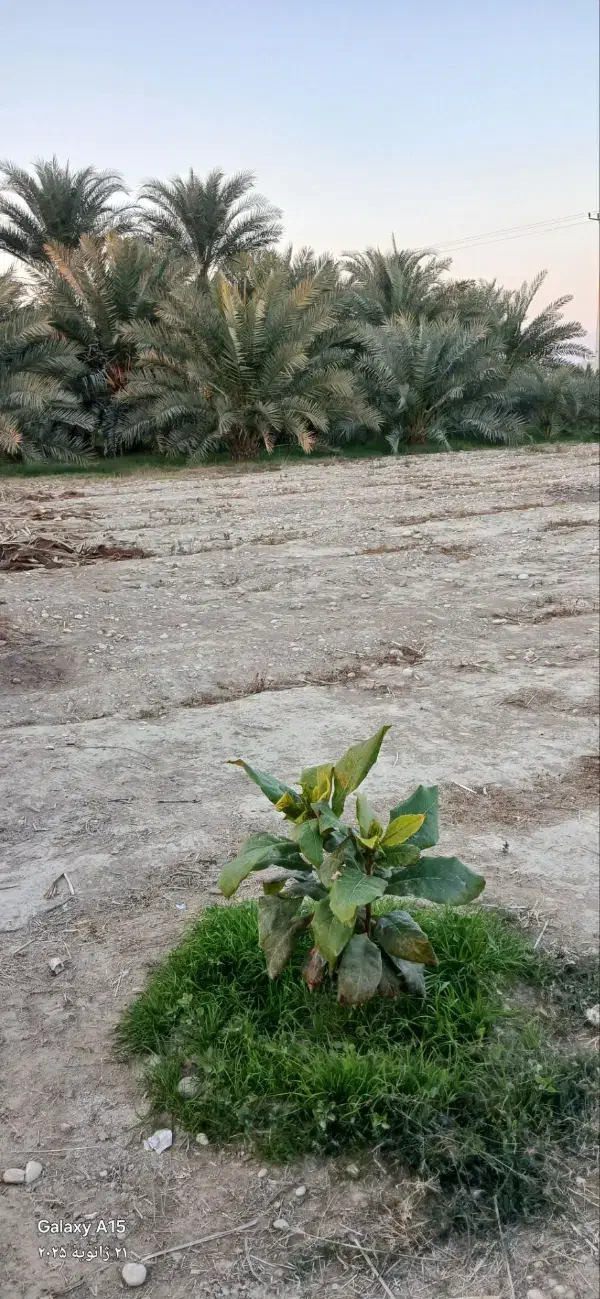 2080متر زمین در شهر قلعه قاضی|فروش زمین و ملک کلنگی|قلعه قاضی, |دیوار