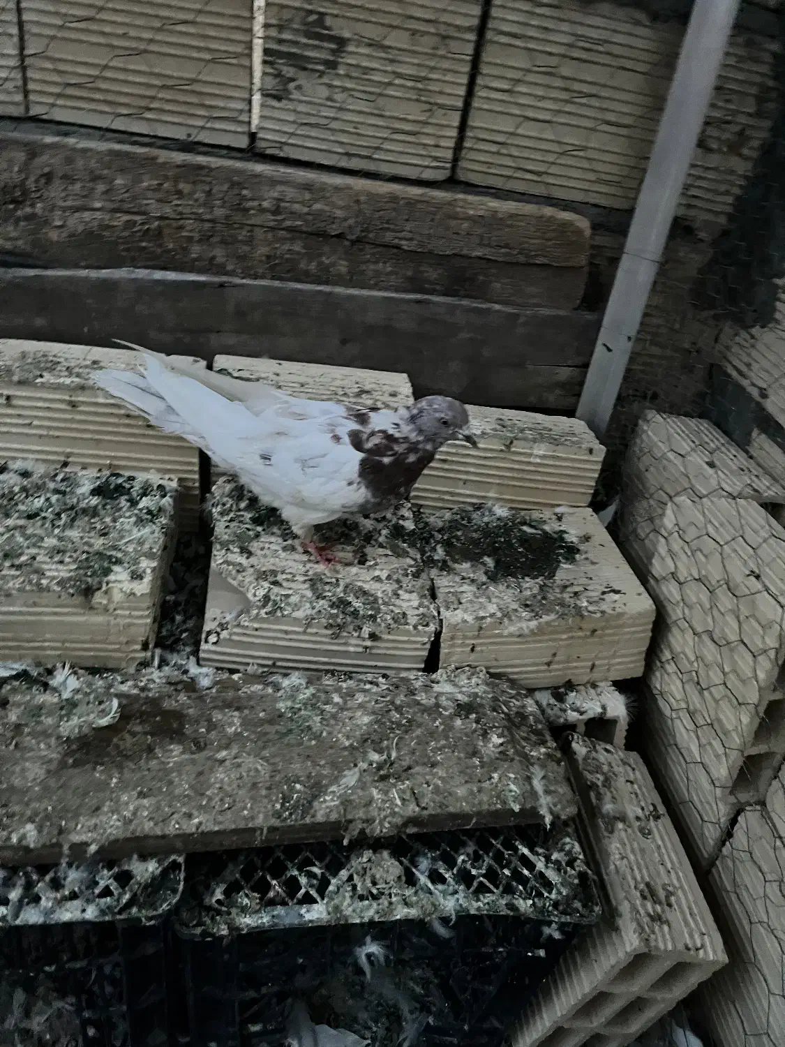 کبوتر باشی رهلی|پرنده|مرند, |دیوار