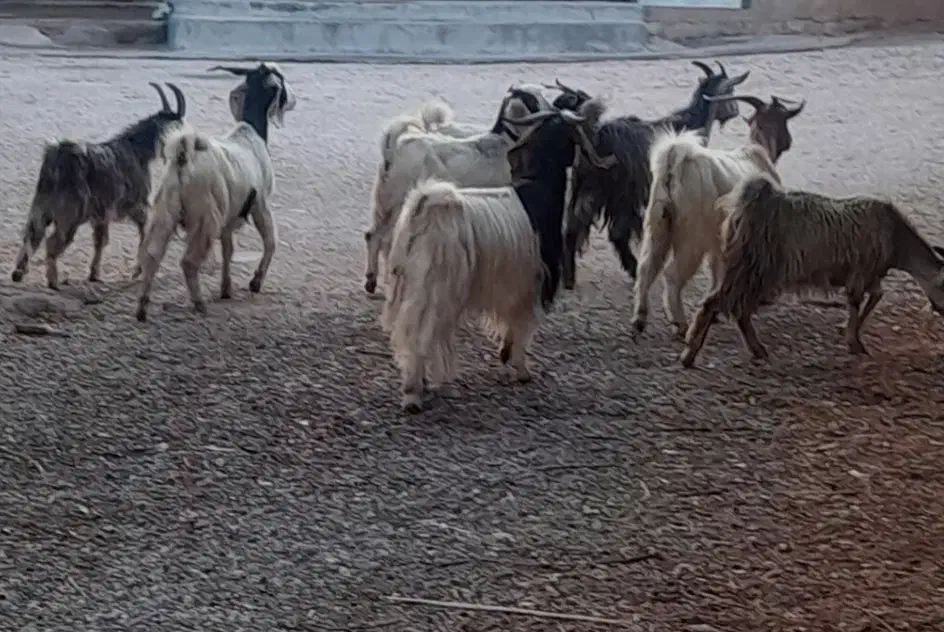 تی بز داشتی وکشتار|حیوانات مزرعه|اندیمشک, |دیوار