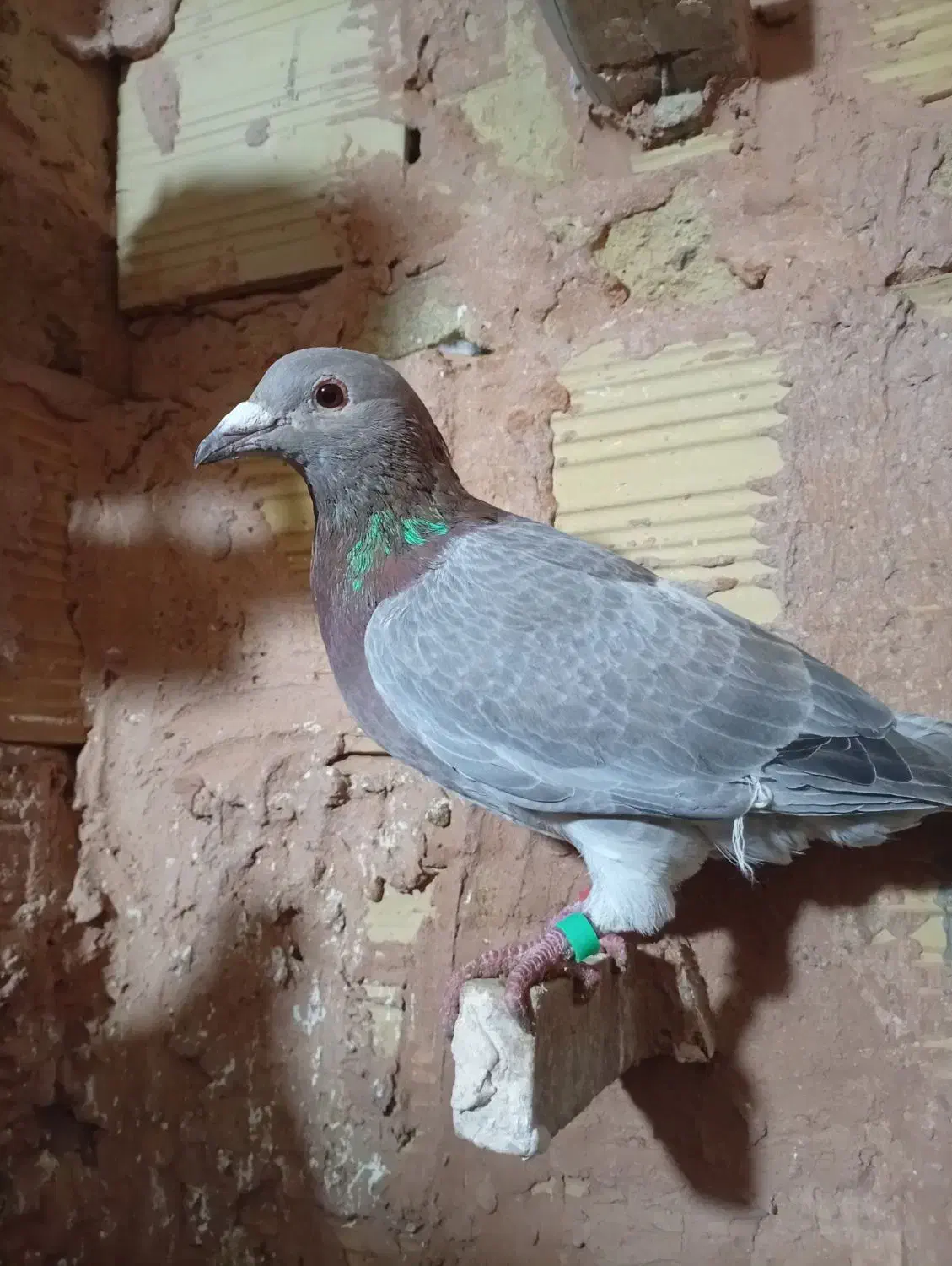 ماده آبگل سبز|پرنده|سبزوار, قصبه شرقی|دیوار