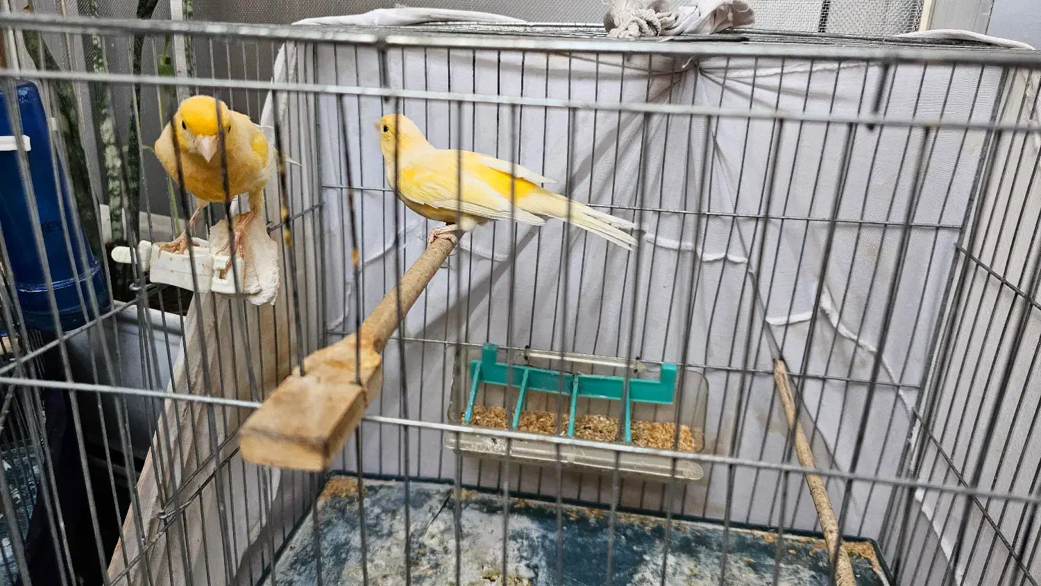 قناری|پرنده|تهران, باغ خزانه|دیوار