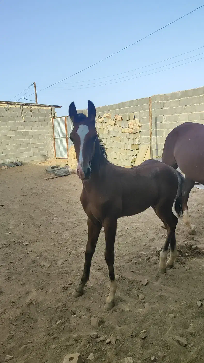 کره نریان هفت ماهه|اسب و تجهیزات اسب‌سواری|طبس, |دیوار