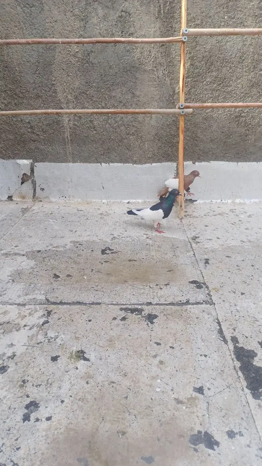 کبوتر|پرنده|قنوات, |دیوار