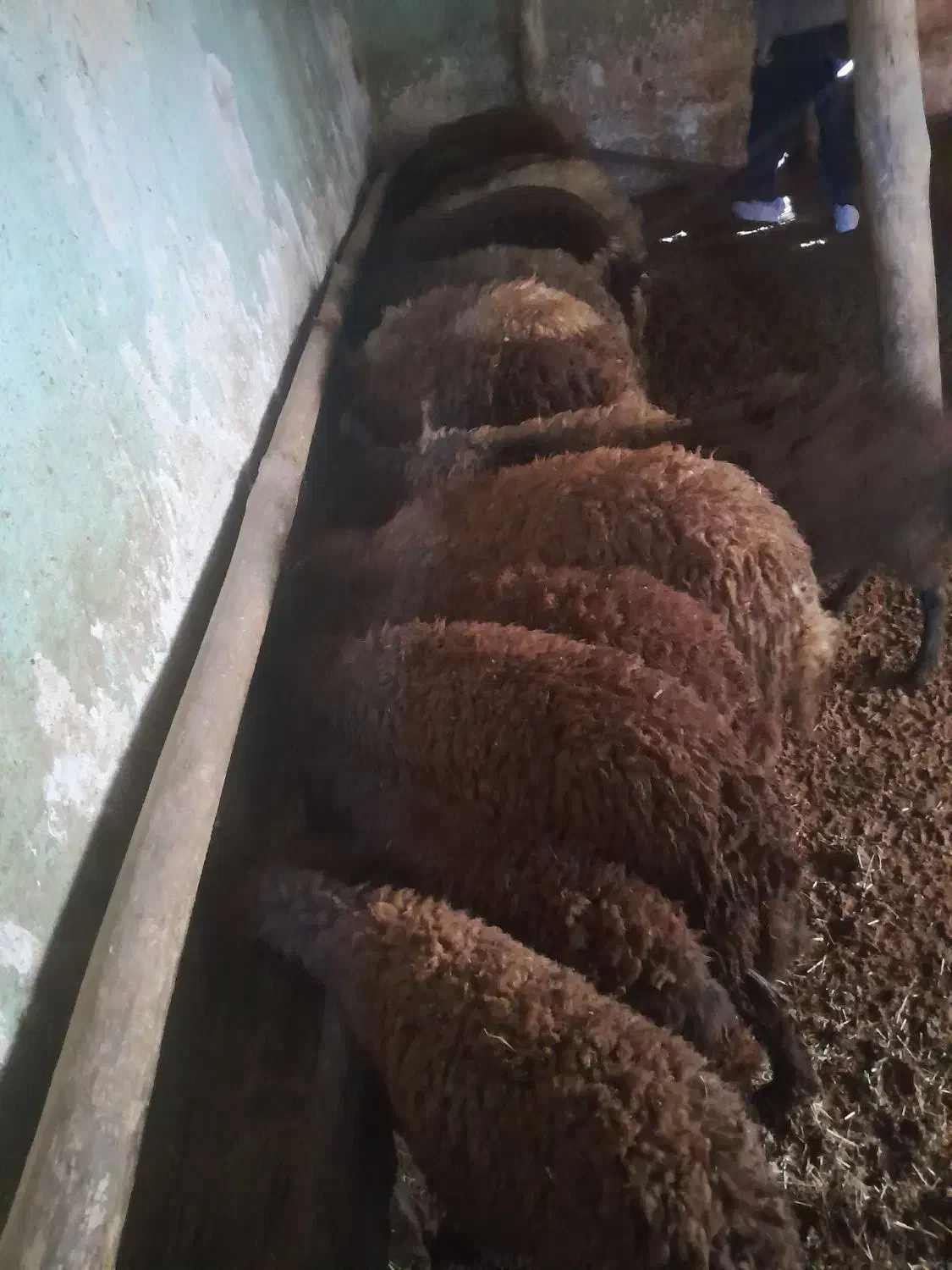 بره نر برای پرواری|حیوانات مزرعه|سربند, |دیوار