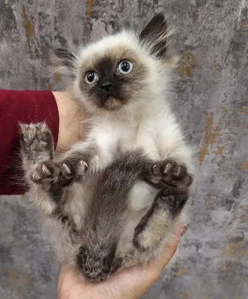 گربه سیامی|گربه|بوکان, |دیوار