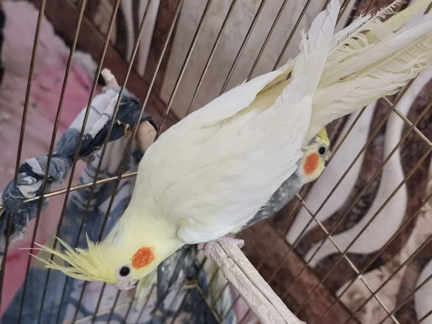 عروس هلندی ماده|پرنده|بنارویه, |دیوار