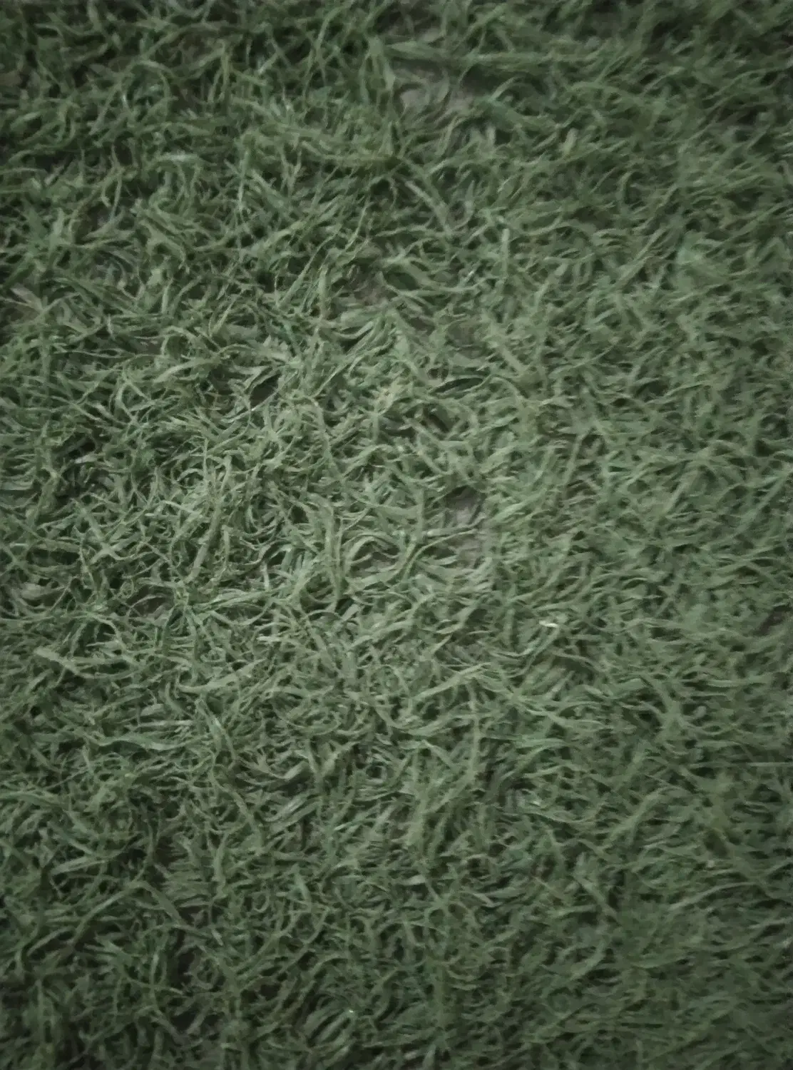 چمن مصنوعی|مصالح و تجهیزات ساختمان|گلستان (تهران), |دیوار