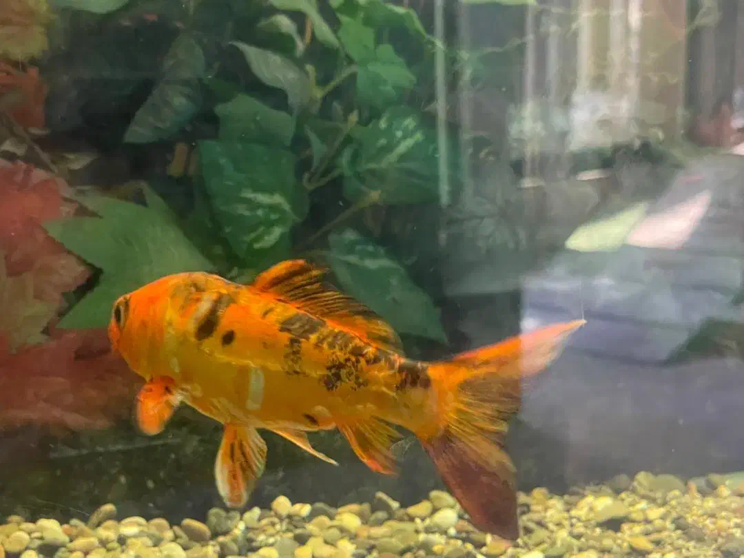 نیروی کار برای فروشگاه پروتئین جهت تیکه کاری مرغ|استخدام خدمات فروشگاه و رستوران|بیرجند, |دیوار