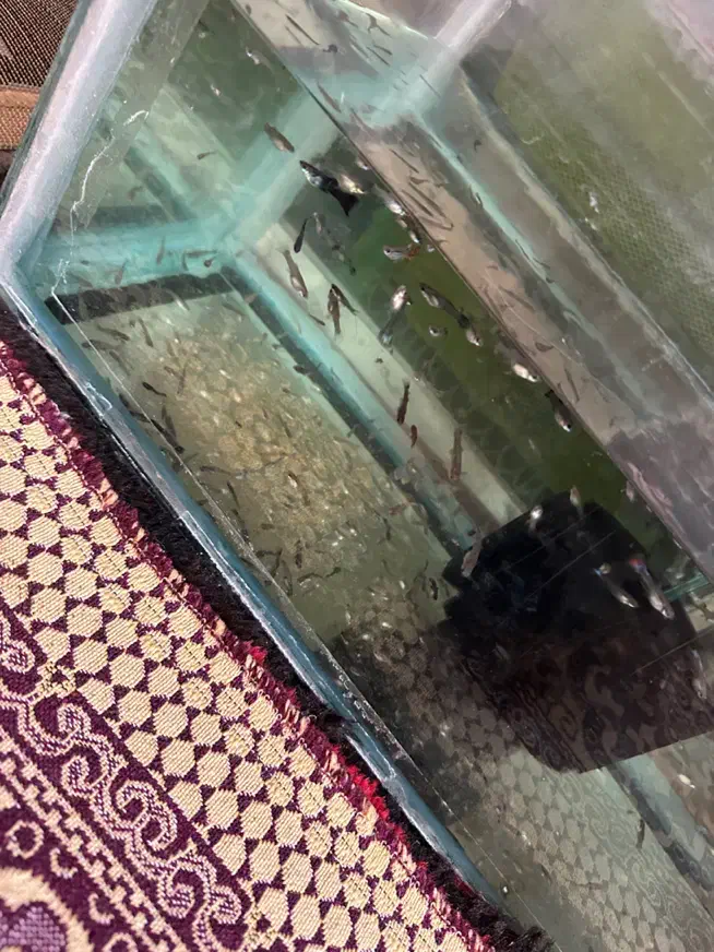 بچه ماهی گوپی|ماهی|تبریز, |دیوار