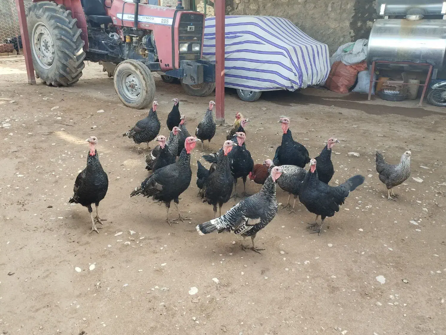 بوقلمون|حیوانات مزرعه|نورآباد, |دیوار