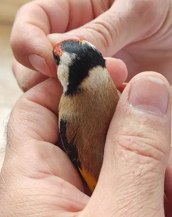 سهره نر نشاندار|پرنده|اردبیل, |دیوار