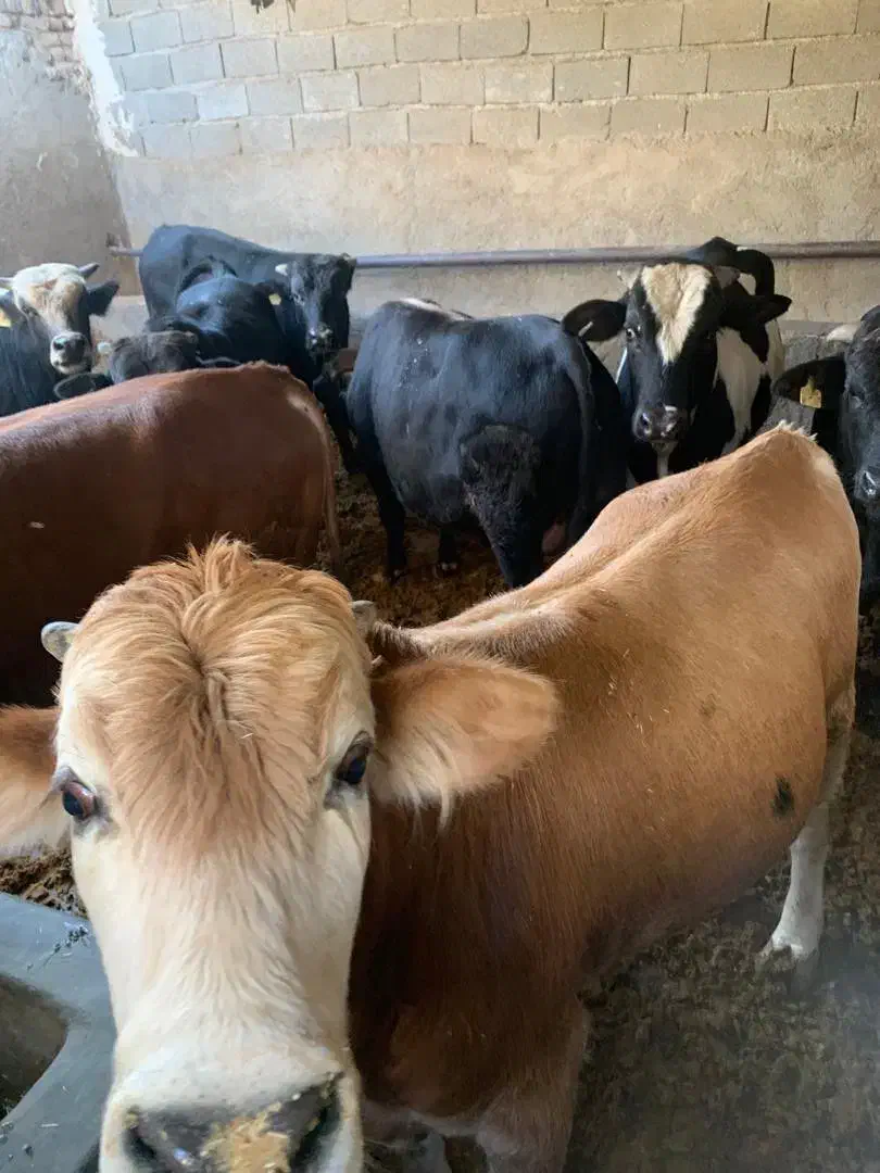 فروش گوساله|حیوانات مزرعه|تهران, مشیریه|دیوار