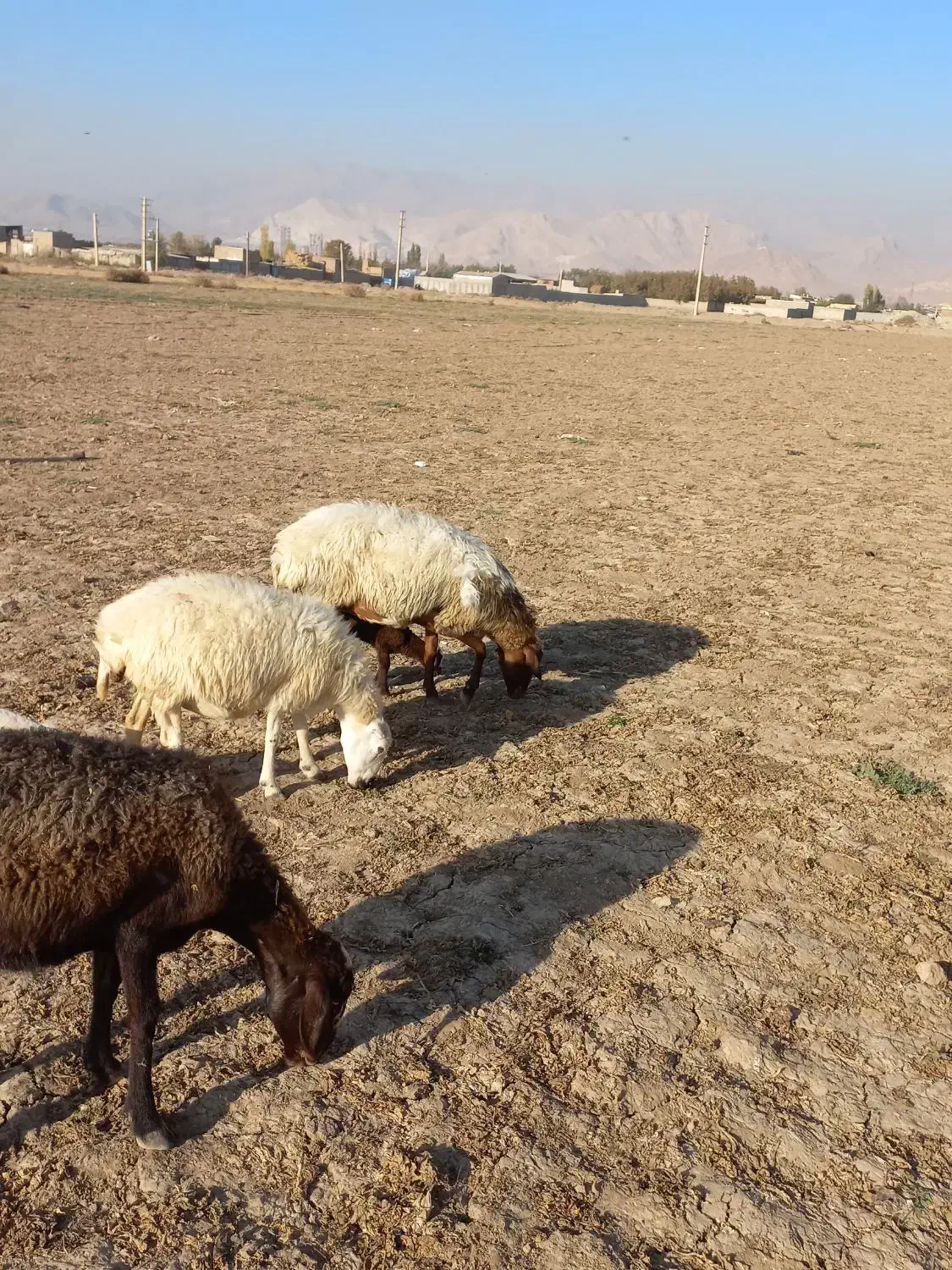 میش با بره جوان.گوسفند.بز|حیوانات مزرعه|کرج, کمال‌شهر|دیوار