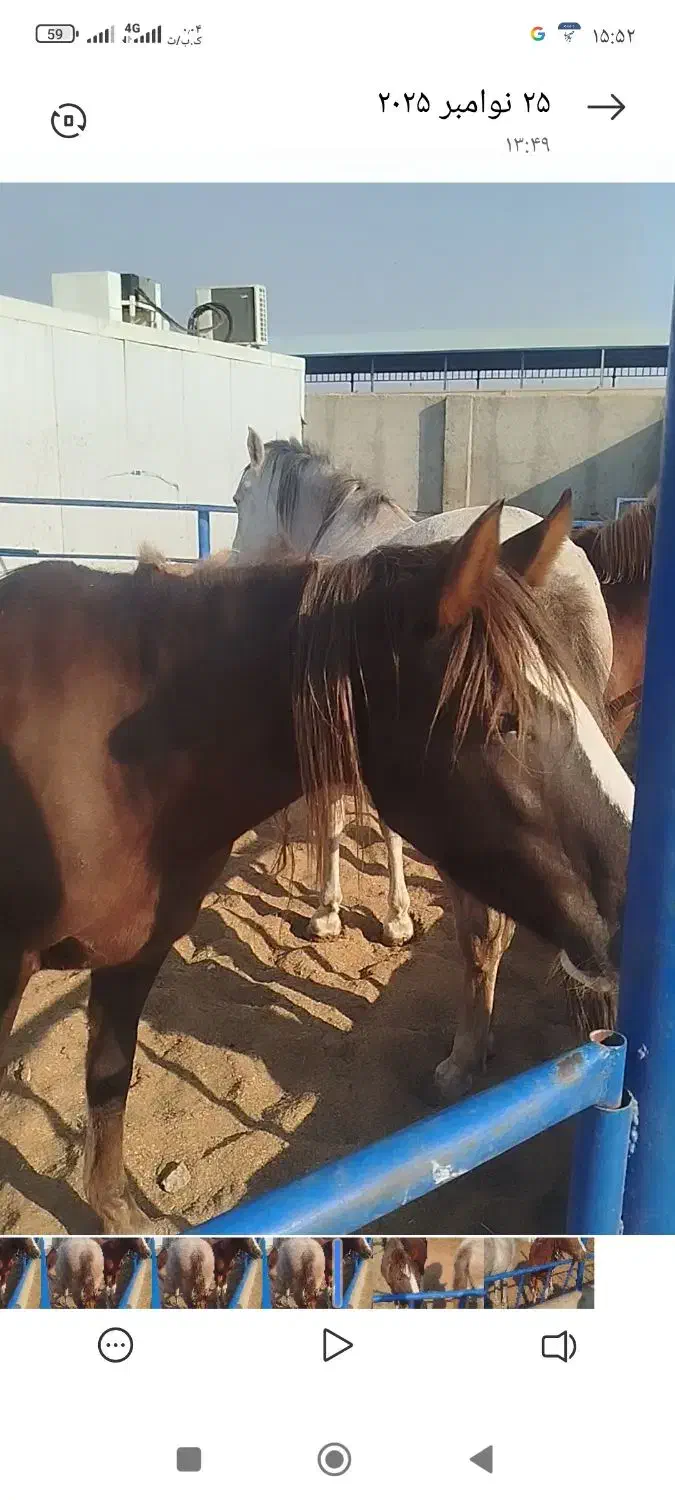 اسب|اسب و تجهیزات اسب‌سواری|پیشوا, |دیوار