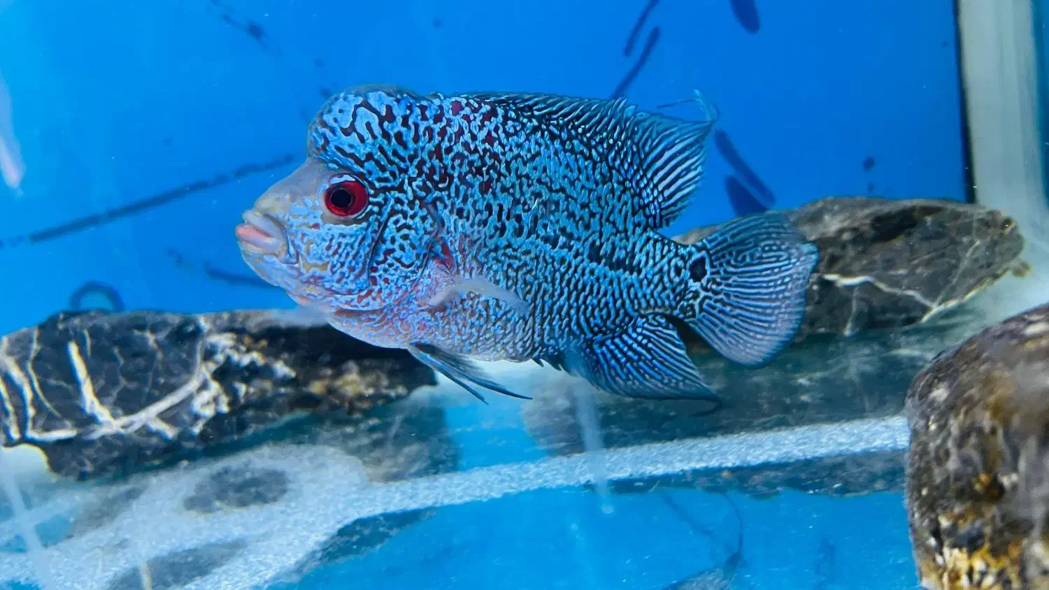 فلاور هورن|ماهی|تهران, جلیلی|دیوار