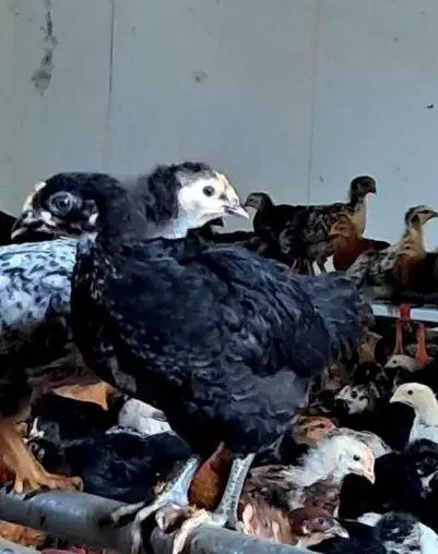 فروش جوجه محلی 50روزه|حیوانات مزرعه|سوق, |دیوار