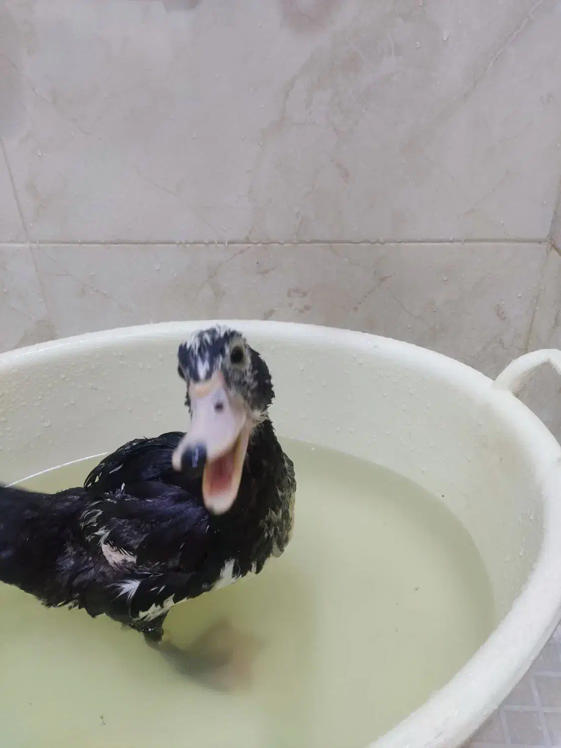 یک عددجوجه اردک مسکویی|حیوانات مزرعه|کرج, کوی امامیه|دیوار