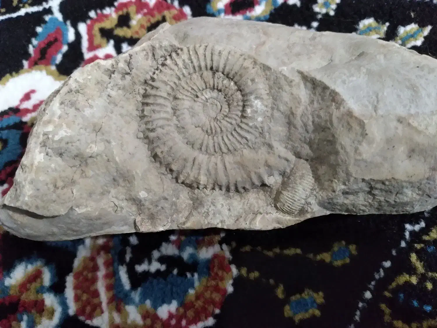 سنگ فسیل|جواهرات|گالیکش, |دیوار