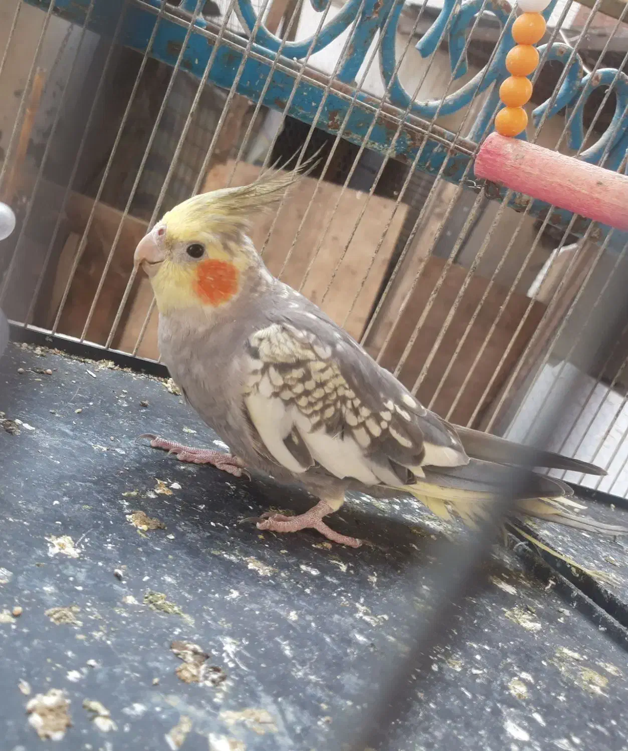 طوطی عروس هلندی|پرنده|آمل, |دیوار