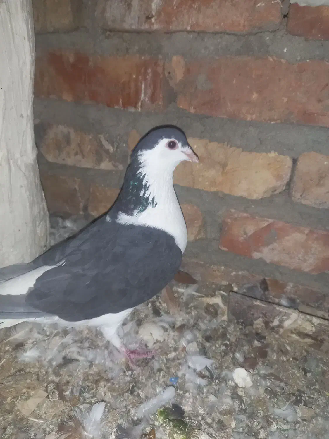 کبوتر ماده|حیوانات|زاهدان, |دیوار