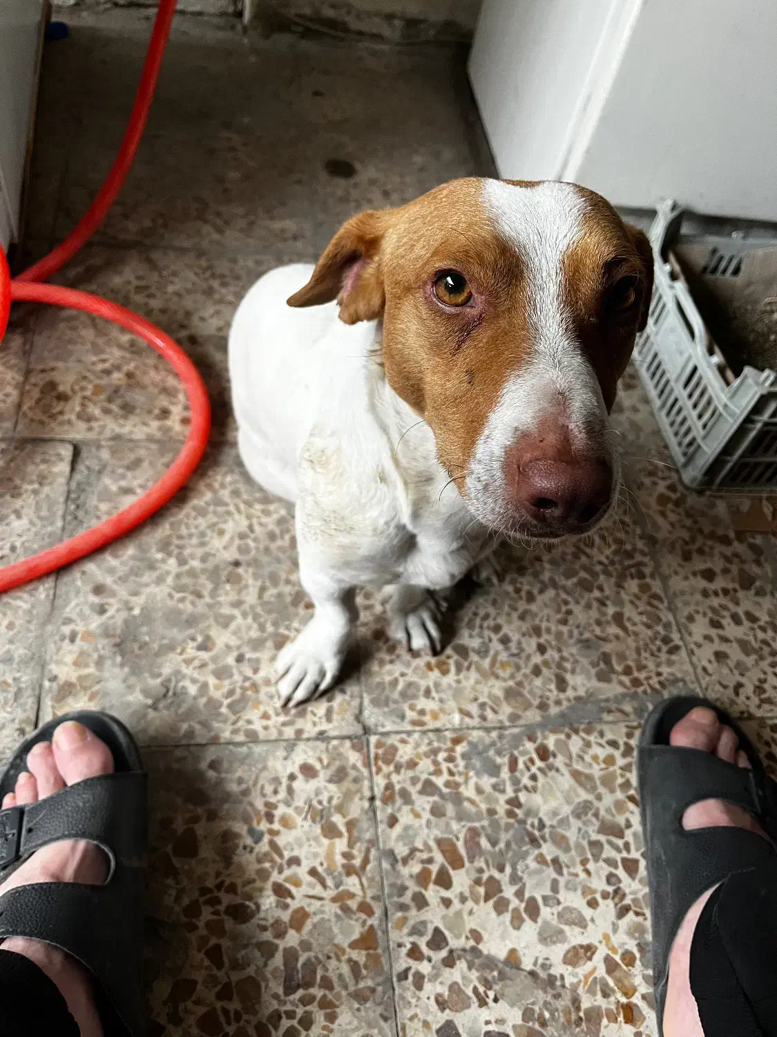 سگ جک راسل|حیوانات|ارومیه, |دیوار