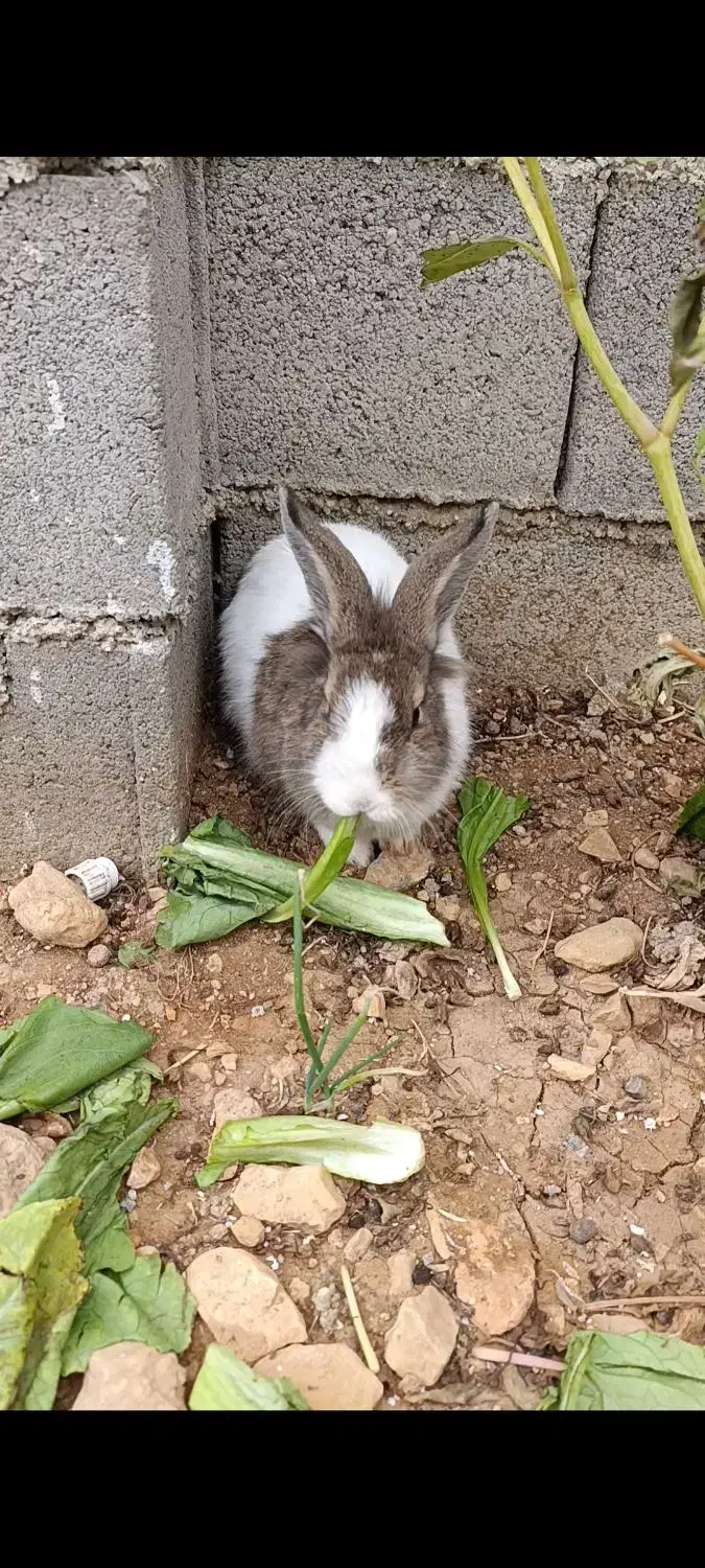 خرگوش|موش و خرگوش|یاسوج, |دیوار