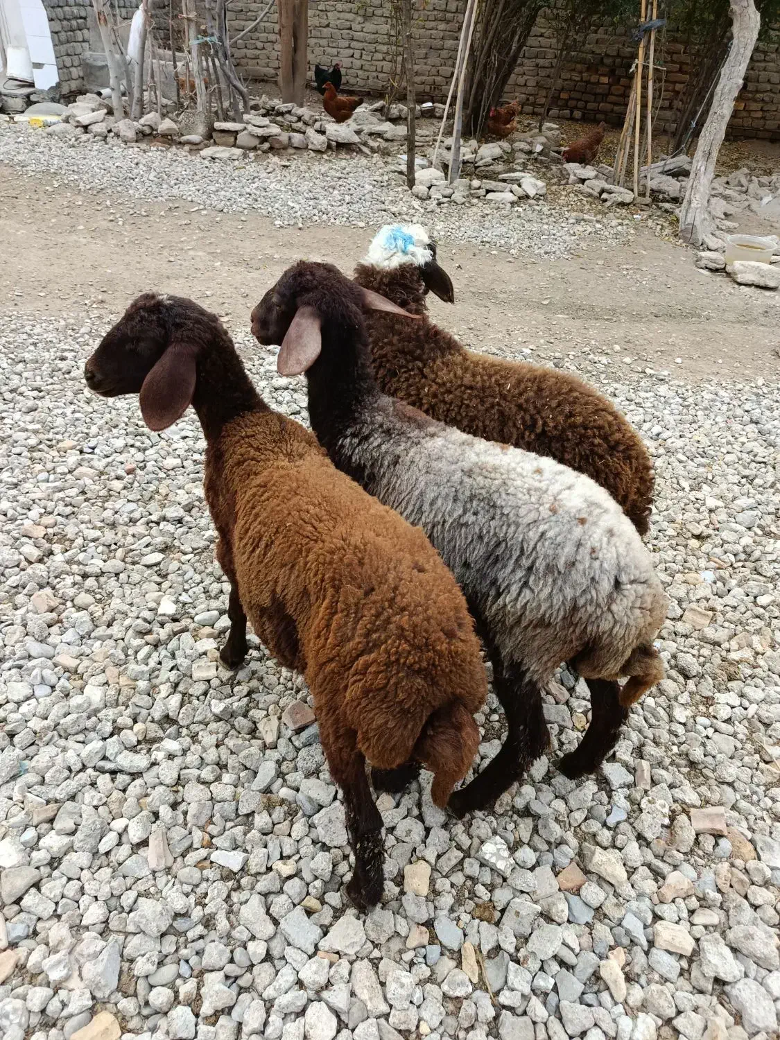 بره افشاری پرواری و کشتاری و نذری (گوسفند)|حیوانات مزرعه|گنبد کاووس, |دیوار