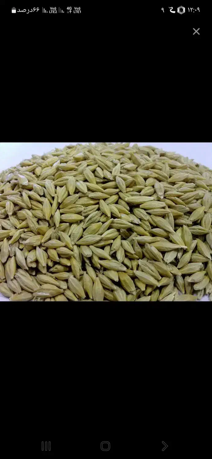 جو محلی|گل و گیاه طبیعی|زاغه, |دیوار