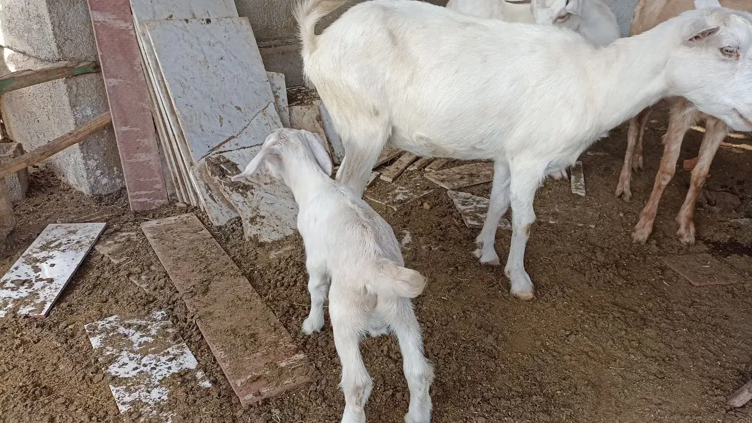 بزغاله سانن ماده|حیوانات مزرعه|سیمین شهر, |دیوار