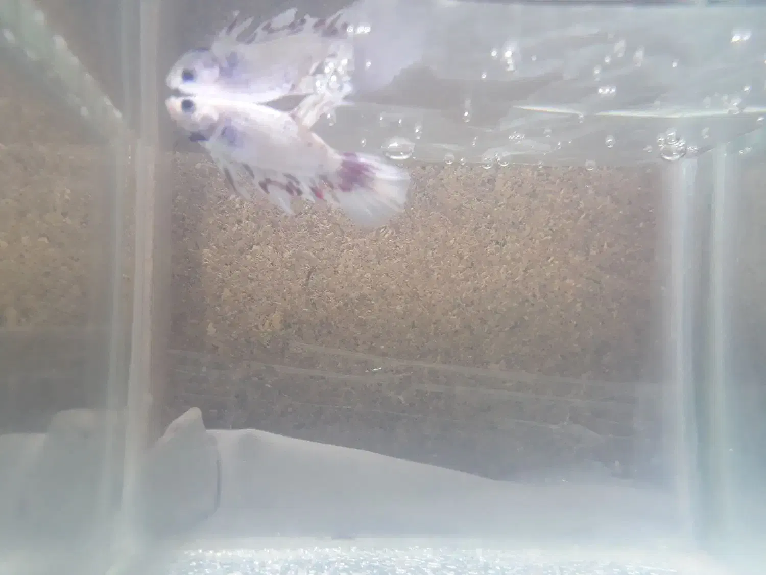 ماهی فایتر|ماهی|مشهد, گاز|دیوار