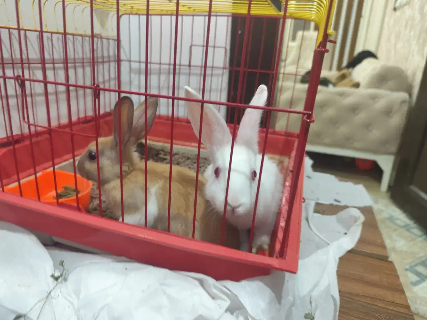 خرگوش مینیاتوری|موش و خرگوش|کرمانشاه, |دیوار