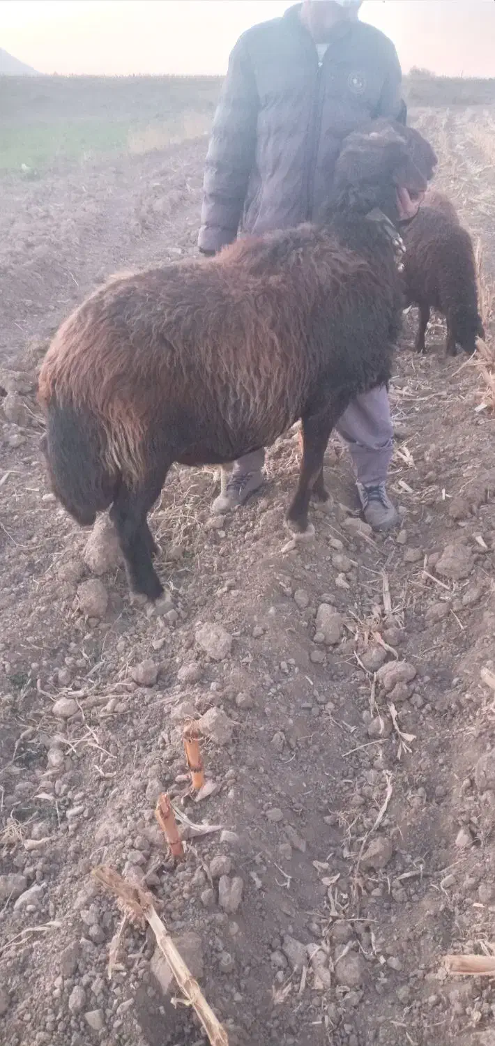 قوچ‌قزل‌افشار|حیوانات مزرعه|فریدونشهر, |دیوار