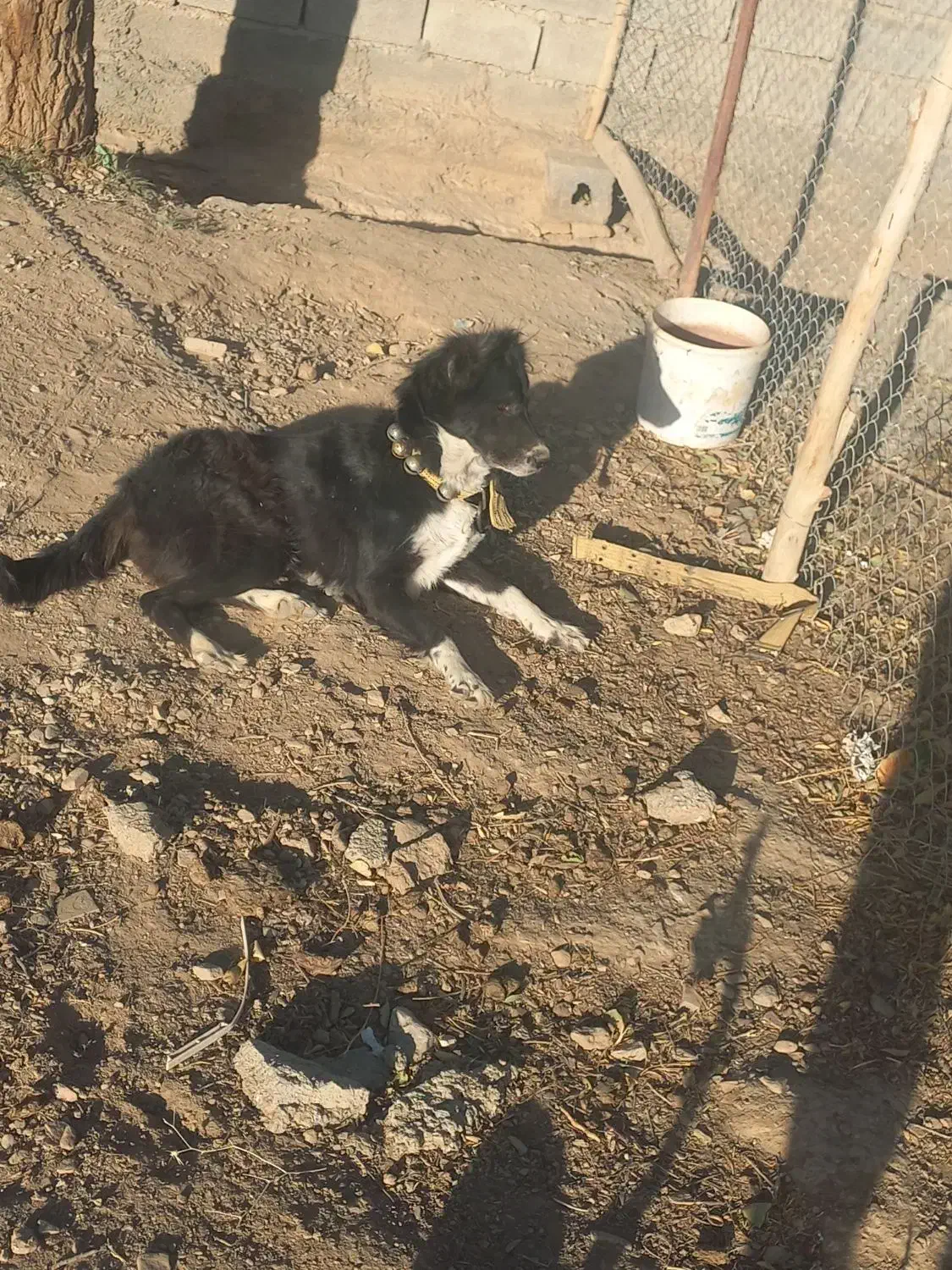 واگذاری سگ|سگ|قره چای, |دیوار