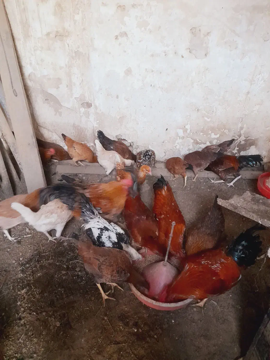 مرغ فروشی|حیوانات مزرعه|مینودشت, |دیوار