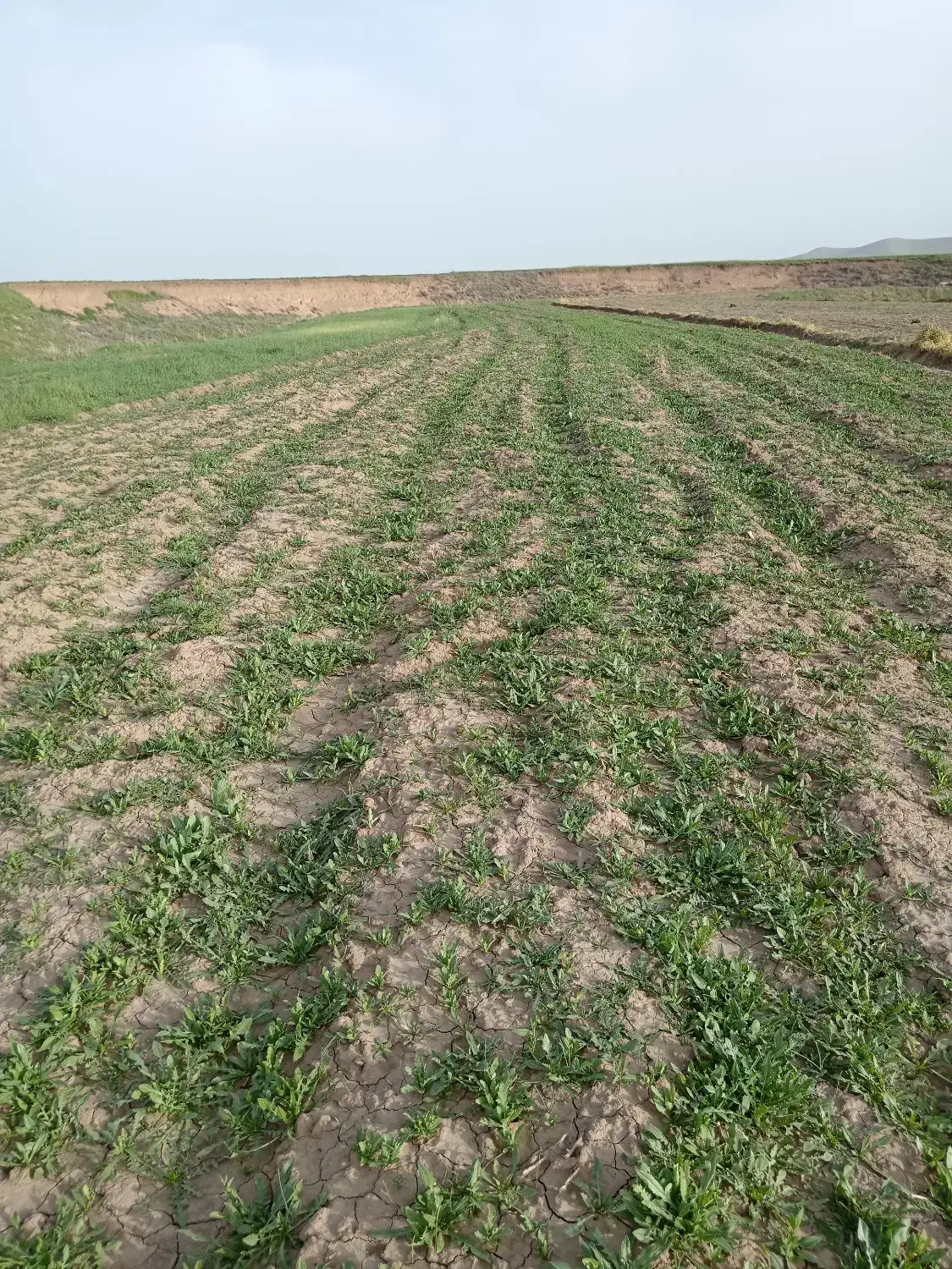 بذر گل سفید.بذر اصلاح شده اصل. تخم گل سفید|گل و گیاه طبیعی|کرمانشاه, |دیوار