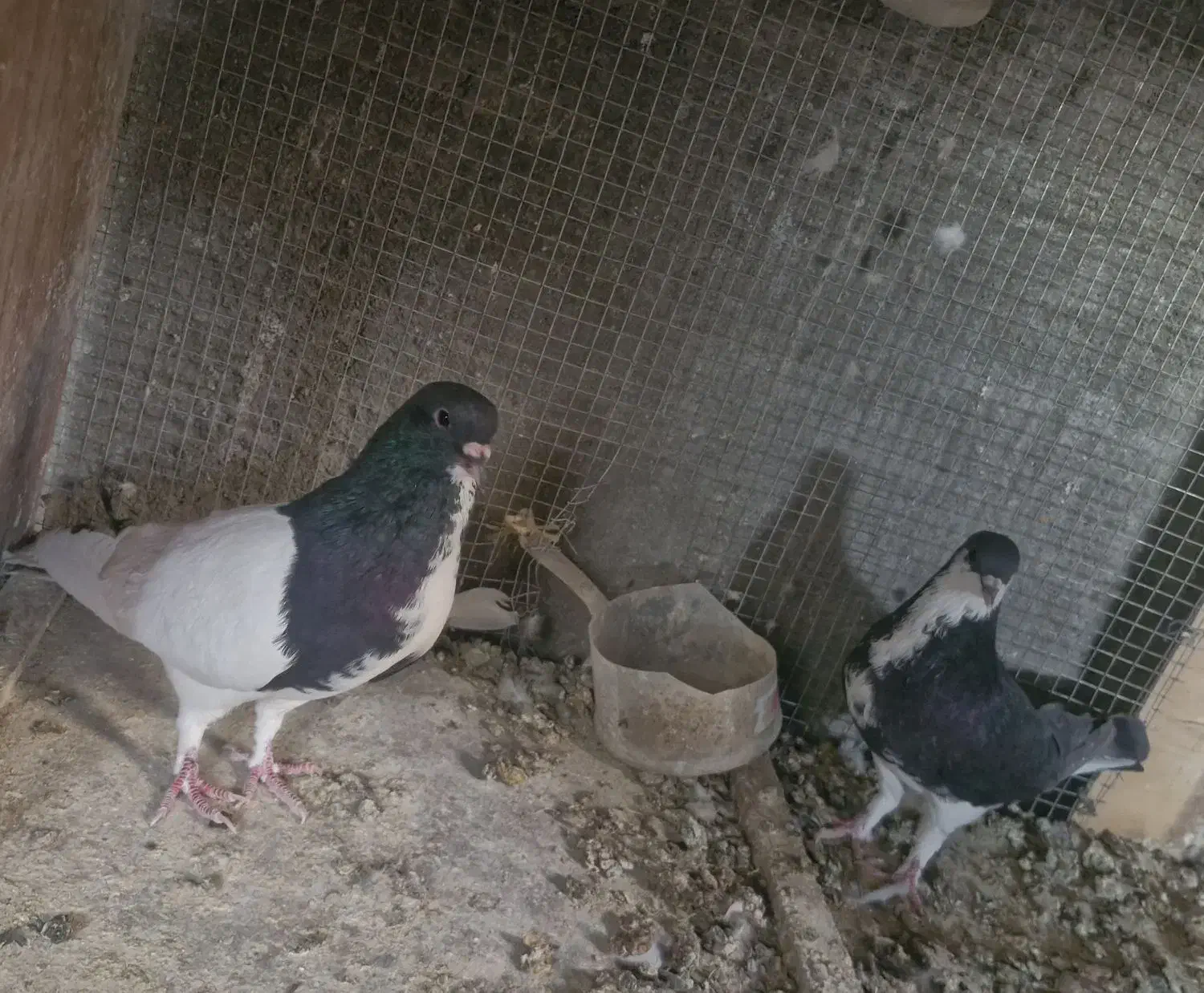 کفتر کبوتر چپ عمری افشون|پرنده|شهر بابک, |دیوار