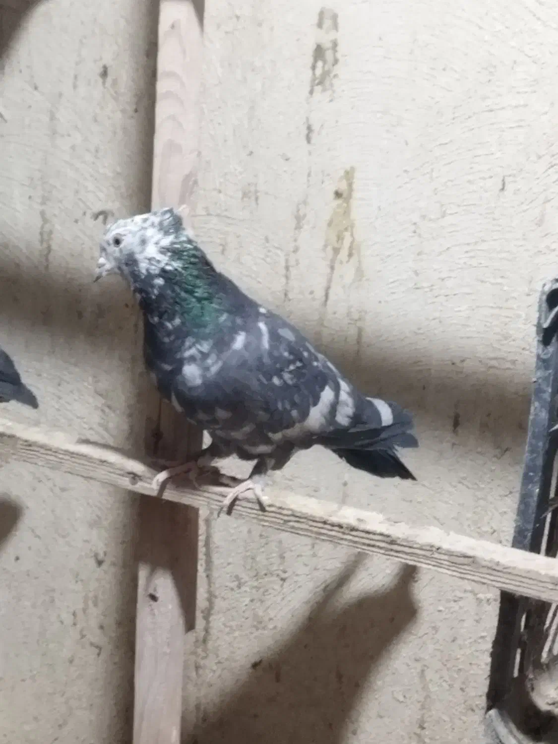 کفتر پرشی|پرنده|محمدشهر, زیبادشت|دیوار